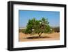 Moroccan Goats in an Argan Tree (Argania Spinosa) Eating Argan Nuts-Aerostato-Framed Photographic Print