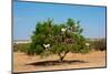 Moroccan Goats in an Argan Tree (Argania Spinosa) Eating Argan Nuts-Aerostato-Mounted Photographic Print