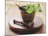 Moroccan Mortar with Coriander-Eising Studio - Food Photo and Video-Mounted Photographic Print