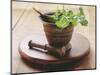 Moroccan Mortar with Coriander-Eising Studio - Food Photo and Video-Mounted Photographic Print