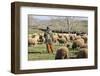 Morocco,. A man tends his flock of sheep in the High Atlas mountains.-Brenda Tharp-Framed Photographic Print