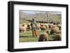 Morocco,. A man tends his flock of sheep in the High Atlas mountains.-Brenda Tharp-Framed Photographic Print