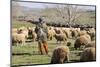 Morocco,. A man tends his flock of sheep in the High Atlas mountains.-Brenda Tharp-Mounted Photographic Print