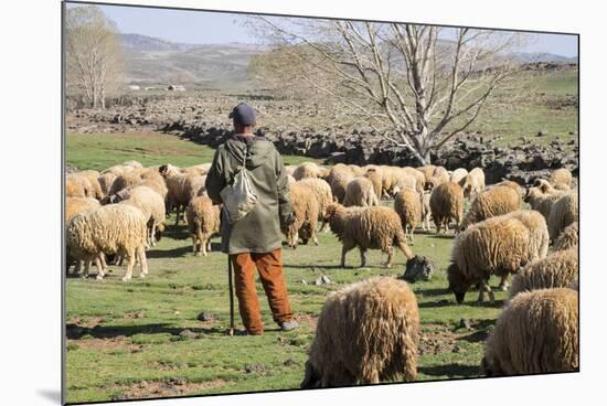 Morocco,. A man tends his flock of sheep in the High Atlas mountains.-Brenda Tharp-Mounted Photographic Print