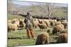 Morocco,. A man tends his flock of sheep in the High Atlas mountains.-Brenda Tharp-Mounted Photographic Print