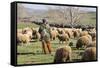 Morocco,. A man tends his flock of sheep in the High Atlas mountains.-Brenda Tharp-Framed Stretched Canvas