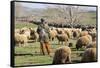 Morocco,. A man tends his flock of sheep in the High Atlas mountains.-Brenda Tharp-Framed Stretched Canvas