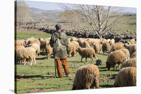 Morocco,. A man tends his flock of sheep in the High Atlas mountains.-Brenda Tharp-Stretched Canvas