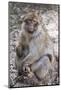 Morocco. An adult macaque monkey in the cedar forests of the Atlas Mountains.-Brenda Tharp-Mounted Photographic Print