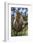 Morocco, Barbary Apes, or Macaques, in the High Atlas Mountains-Brenda Tharp-Framed Photographic Print