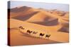 Morocco Camel Train, Berber with Dromedary Camels-null-Stretched Canvas