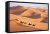 Morocco Camel Train, Berber with Dromedary Camels-null-Framed Stretched Canvas