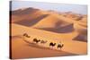 Morocco Camel Train, Berber with Dromedary Camels-null-Stretched Canvas