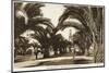 Morocco, Casablanca - Boulevard of the 4th Zouaves-null-Mounted Photographic Print