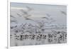 Morocco, Casablanca. Flurry of seagulls on ocean shore.-Jaynes Gallery-Framed Photographic Print