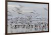 Morocco, Casablanca. Flurry of seagulls on ocean shore.-Jaynes Gallery-Framed Photographic Print