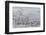 Morocco, Casablanca. Flurry of seagulls on ocean shore.-Jaynes Gallery-Framed Photographic Print