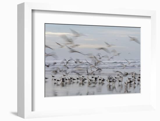 Morocco, Casablanca. Flurry of seagulls on ocean shore.-Jaynes Gallery-Framed Photographic Print