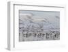 Morocco, Casablanca. Flurry of seagulls on ocean shore.-Jaynes Gallery-Framed Photographic Print