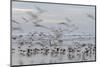 Morocco, Casablanca. Flurry of seagulls on ocean shore.-Jaynes Gallery-Mounted Photographic Print