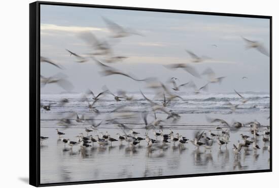 Morocco, Casablanca. Flurry of seagulls on ocean shore.-Jaynes Gallery-Framed Stretched Canvas
