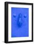 Morocco, Chaouen, Traditional Fatima Door Knocker-Emily Wilson-Framed Photographic Print