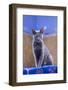 Morocco, Chefchaouen. a Female Cat Looks on in Curiosity-Brenda Tharp-Framed Photographic Print