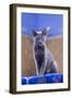 Morocco, Chefchaouen. a Female Cat Looks on in Curiosity-Brenda Tharp-Framed Photographic Print