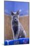 Morocco, Chefchaouen. a Female Cat Looks on in Curiosity-Brenda Tharp-Mounted Photographic Print