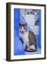 Morocco, Chefchaouen. A village cat sits against blue walls and tiles.-Brenda Tharp-Framed Photographic Print