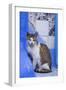 Morocco, Chefchaouen. A village cat sits against blue walls and tiles.-Brenda Tharp-Framed Photographic Print