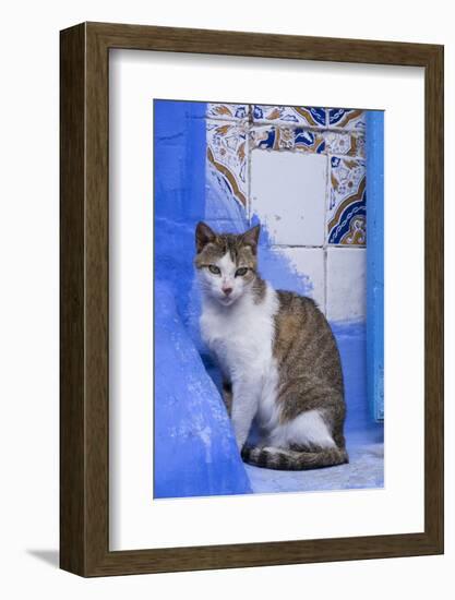 Morocco, Chefchaouen. A village cat sits against blue walls and tiles.-Brenda Tharp-Framed Photographic Print