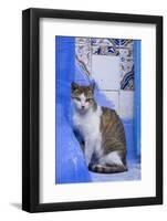 Morocco, Chefchaouen. A village cat sits against blue walls and tiles.-Brenda Tharp-Framed Photographic Print