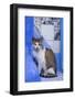 Morocco, Chefchaouen. A village cat sits against blue walls and tiles.-Brenda Tharp-Framed Photographic Print