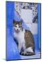 Morocco, Chefchaouen. A village cat sits against blue walls and tiles.-Brenda Tharp-Mounted Photographic Print