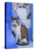 Morocco, Chefchaouen. A village cat sits against blue walls and tiles.-Brenda Tharp-Stretched Canvas