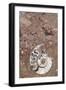 Morocco, Erfoud. Details of ammonites, and other fossils exposed on a cut slab of stone.-Brenda Tharp-Framed Photographic Print