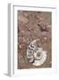 Morocco, Erfoud. Details of ammonites, and other fossils exposed on a cut slab of stone.-Brenda Tharp-Framed Photographic Print