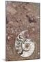 Morocco, Erfoud. Details of ammonites, and other fossils exposed on a cut slab of stone.-Brenda Tharp-Mounted Photographic Print