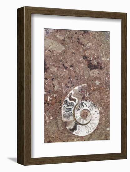 Morocco, Erfoud. Details of ammonites, and other fossils exposed on a cut slab of stone.-Brenda Tharp-Framed Photographic Print