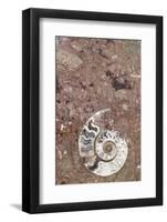 Morocco, Erfoud. Details of ammonites, and other fossils exposed on a cut slab of stone.-Brenda Tharp-Framed Photographic Print