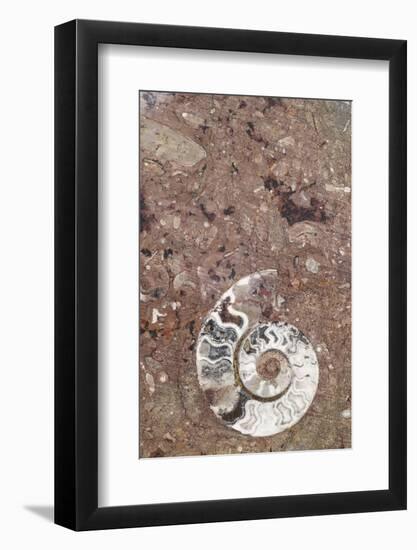 Morocco, Erfoud. Details of ammonites, and other fossils exposed on a cut slab of stone.-Brenda Tharp-Framed Photographic Print