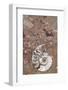 Morocco, Erfoud. Details of ammonites, and other fossils exposed on a cut slab of stone.-Brenda Tharp-Framed Photographic Print