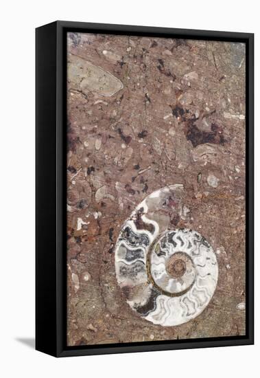 Morocco, Erfoud. Details of ammonites, and other fossils exposed on a cut slab of stone.-Brenda Tharp-Framed Stretched Canvas