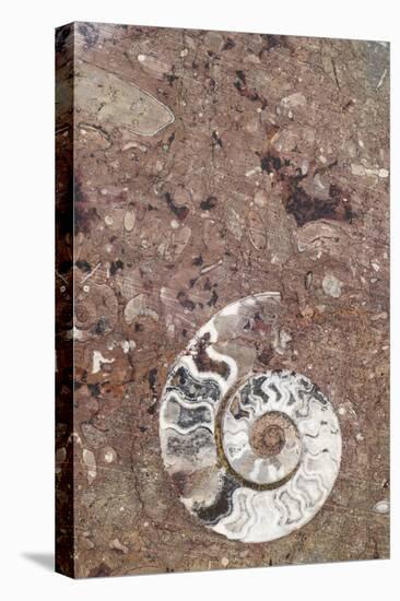 Morocco, Erfoud. Details of ammonites, and other fossils exposed on a cut slab of stone.-Brenda Tharp-Stretched Canvas