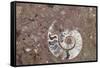 Morocco, Erfoud. Details of ammonites, and other fossils exposed on a cut slab of stone.-Brenda Tharp-Framed Stretched Canvas