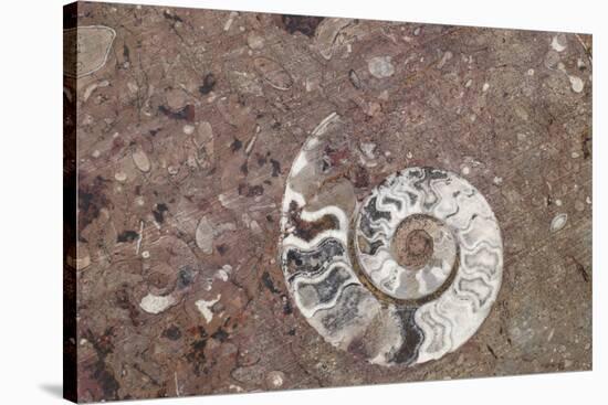 Morocco, Erfoud. Details of ammonites, and other fossils exposed on a cut slab of stone.-Brenda Tharp-Stretched Canvas