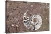 Morocco, Erfoud. Details of ammonites, and other fossils exposed on a cut slab of stone.-Brenda Tharp-Stretched Canvas