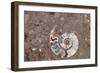 Morocco, Erfoud. Details of ammonites, and other fossils exposed on a cut slab of stone.-Brenda Tharp-Framed Photographic Print