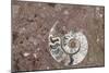 Morocco, Erfoud. Details of ammonites, and other fossils exposed on a cut slab of stone.-Brenda Tharp-Mounted Photographic Print